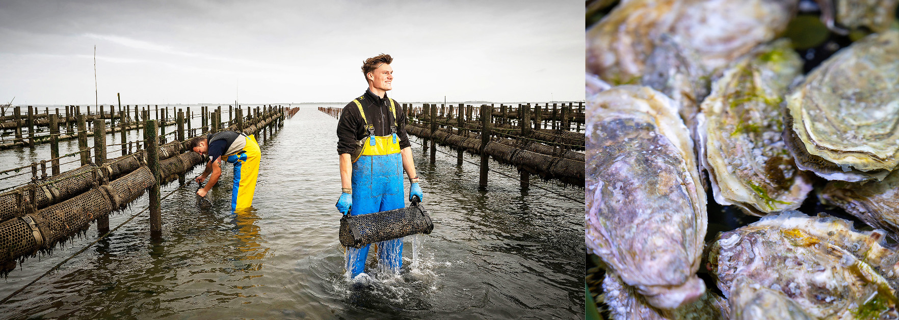 Nieuwe oogst Zeeuwse oesters boven water gehaald
