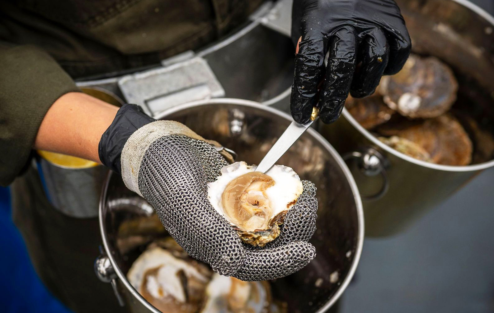 Nieuwe oogst Zeeuwse oesters boven water gehaald, www.santmedia.nl