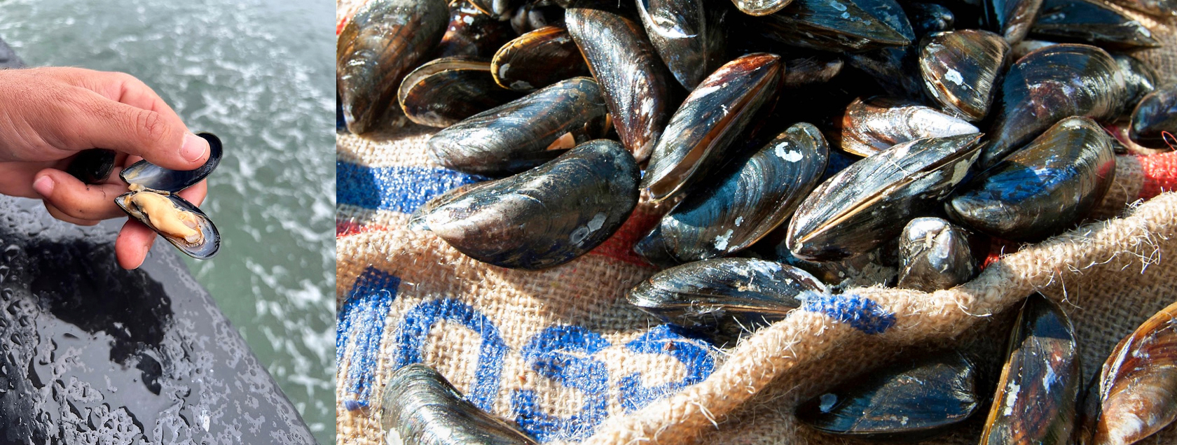 mosselen, mosselcultuur, mosselen eten, mosselgerechten, visvangst, vis, zeeland, Zeeuwse mosselen, Oosterschelde, Zeeuwse bodemcultuurmosselen, culinair, eten, gerechten met mosselen, vakantie in Zeeland, rondvaart op de Oosterschelde, zee en water in Zeeland, Jan Boskamp, mosselambassadeur