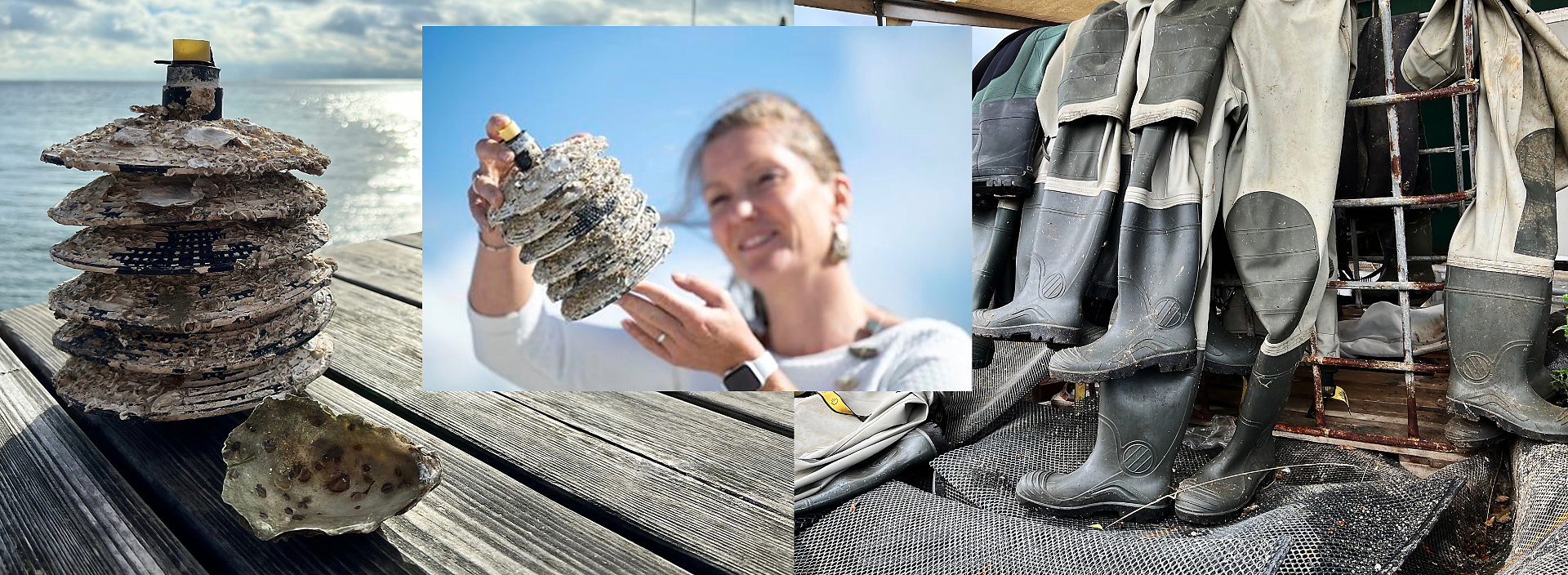 Nieuwe oogst, Zeeuwse oesters, oesters, eten, culinair, Zeeuwse oesters, Huitres, platte oesters, oesterrecept, oesters eten, santmedia.nl, tekst Eric Govers, foto's Liesbeth Govers - van der Wal