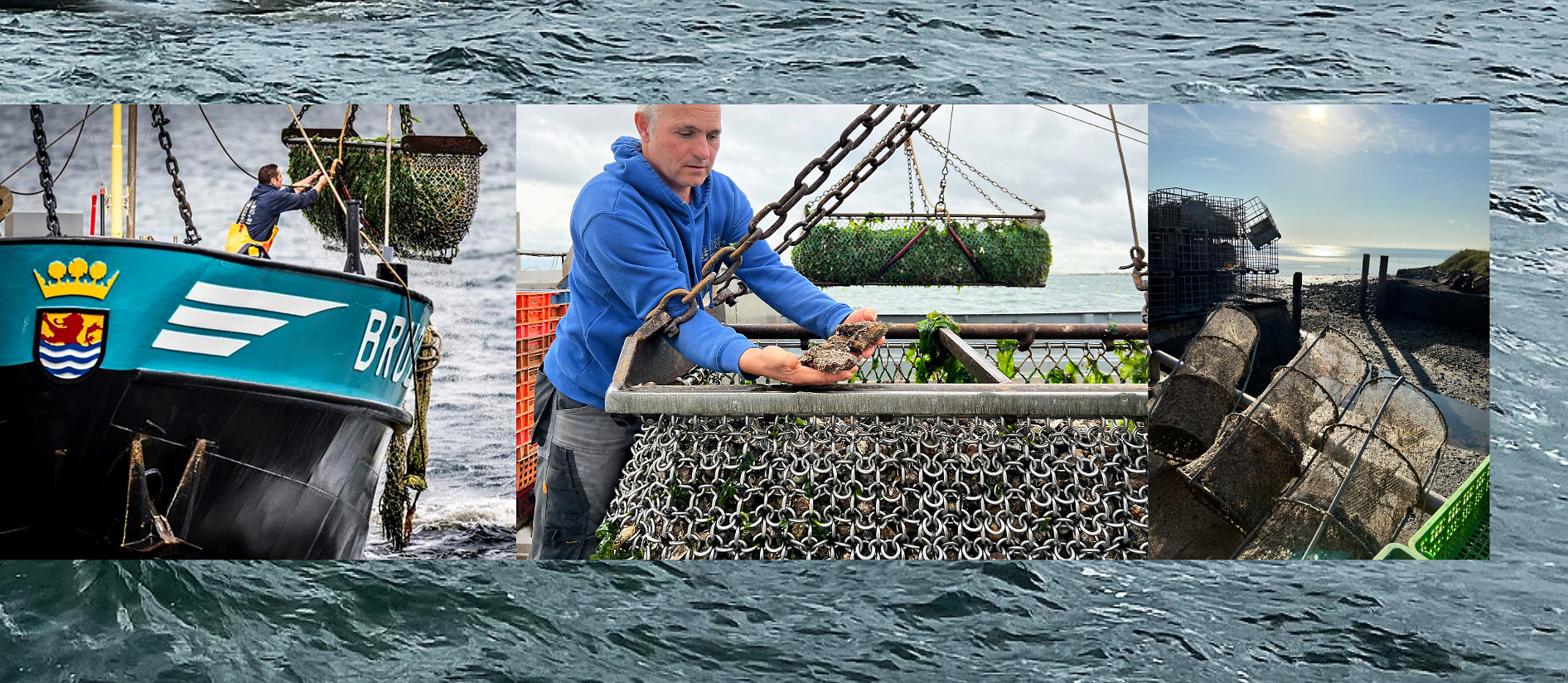 Nieuwe oogst, Zeeuwse oesters, oesters, eten, culinair, Zeeuwse oesters, Huitres, platte oesters, oesterrecept, oesters eten, santmedia.nl, tekst Eric Govers, foto's Liesbeth Govers - van der Wal